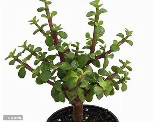 Baishnab  WoodGibbsGiftsWB1145 Jade Plant-thumb0