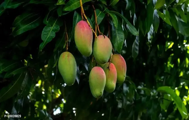 Baishnab  PAP11 Mango Plant-thumb0