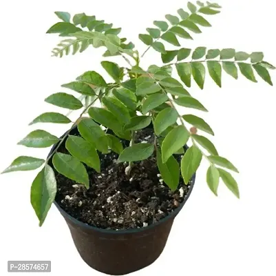 Baishnab Curry Leaf Plant curry patta Murraya koenegii plant-05-thumb0