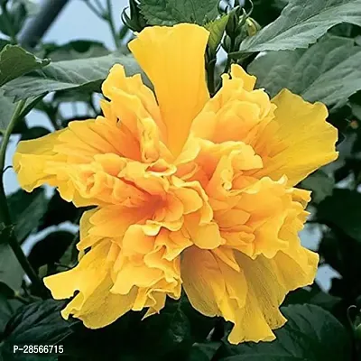 Baishnab Hibiscus Plant HibiscusYellow Double Gudhal Flower Plant-thumb0