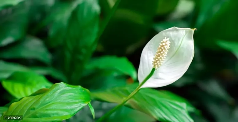 Baishnab Peace Lily Plant Peace Lily Flower Plant P21-thumb0