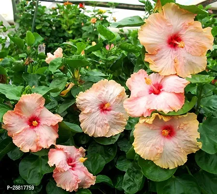 Baishnab  Hibiscus plant 28 Hibiscus Plant-thumb0