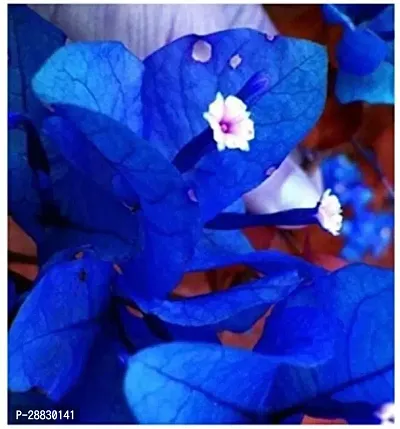 Baishnab  Blue Baugainvillea PlantX1 Baugainvillea-thumb0