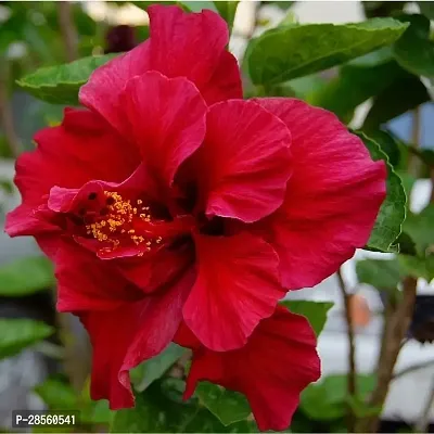 Baishnab Hibiscus Plant RedHibiscus Flower Plants-thumb0