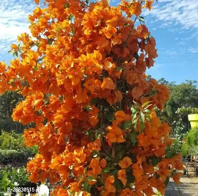 Baishnab  RH234 Bougainvillea Plant-thumb0