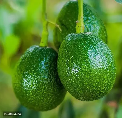 Baishnab  Avocado Plants Live PlantCF23 Avocado P