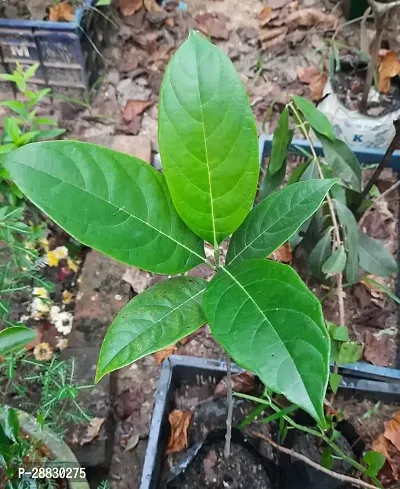 Baishnab  JackfruitKathal Live Plant CF0110112211