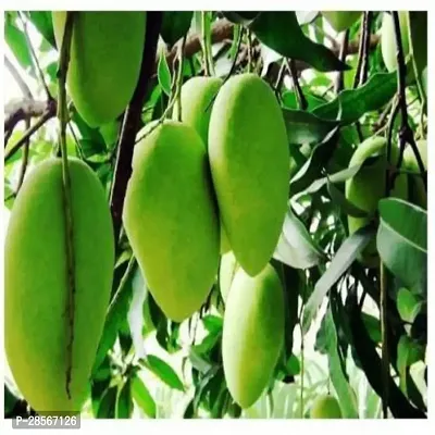 Baishnab Mango Plant Neelam Mango Hybrid Plant For Outdoor Garden-thumb0