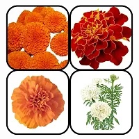 Baishnab 4 ITEM 250PS MC4 MARIGOLD FLOWER SEEDS ROUNDBALLFRENCH RED BROCADEA ORANGEWHITE250PIECE-thumb3