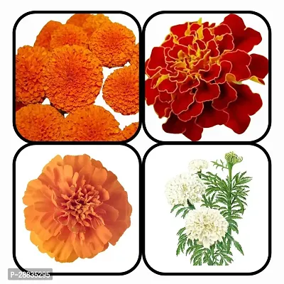 Baishnab 4 ITEM 250PS MC4 MARIGOLD FLOWER SEEDS ROUNDBALLFRENCH RED BROCADEA ORANGEWHITE250PIECE-thumb4