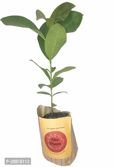 Baishnab  Desi Jamun fruit Plants With Pot Jamun Pl-thumb0