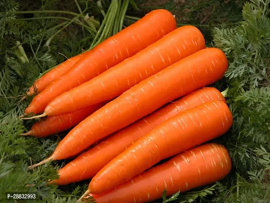 Baishnab Carrot Seed 10 PsNXX 44210PIECE