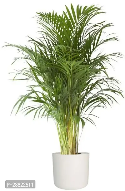 Baishnab  Areca Plam Plants Areca Palm-thumb0