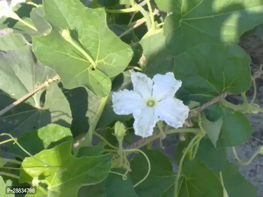 Baishnab Low Seed q 15psBottle Gourd Dhari Loki Hybrid Vegetables Seed   1515PIECE