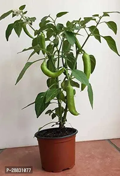 Baishnab  Green Chilli Plant Chilli Spices Plant-thumb0