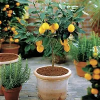 Baishnab Lemon Plant kfudh hgfjhj-thumb1