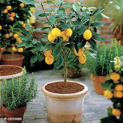 Baishnab Lemon Plant kfudh hgfjhj-thumb2