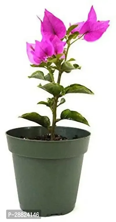 Baishnab  u111 Bougainvillea Plant-thumb0