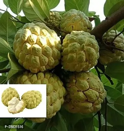 Baishnab  Custard Apple Balanagar Green Sugar Apple-thumb0