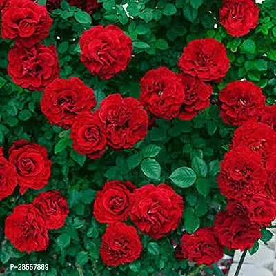 Baishnab Rose Plant Red rose climbing-thumb0