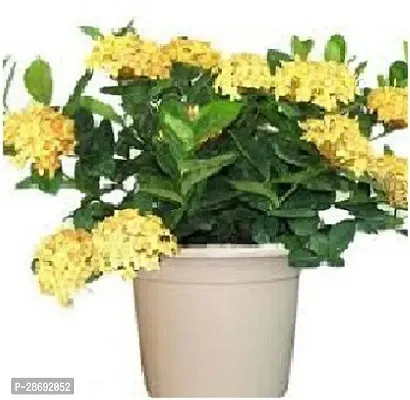 Baishnab Jasmine Plant PLT-078