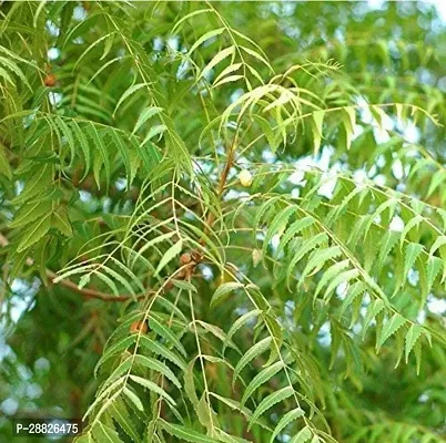 Baishnab  NEEM TREE Neem Plant