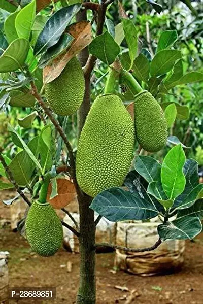 Baishnab Jackfruit Plant All Time katahal Very Sweet Taste 1 healthy Grafted Live Jackfruit Plant(1.5Ft Height) in nursery Grow Bag