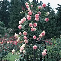 Baishnab Rose Plant Pink White Climbing Rose Plant Perennial Flower Garden Decor Home 1 Grafted Live Plant-thumb1