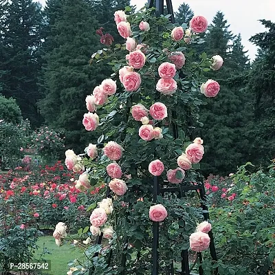 Baishnab Rose Plant Pink White Climbing Rose Plant Perennial Flower Garden Decor Home 1 Grafted Live Plant-thumb2