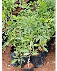 Baishnab Chiku Plant chiku plant 5030-thumb1