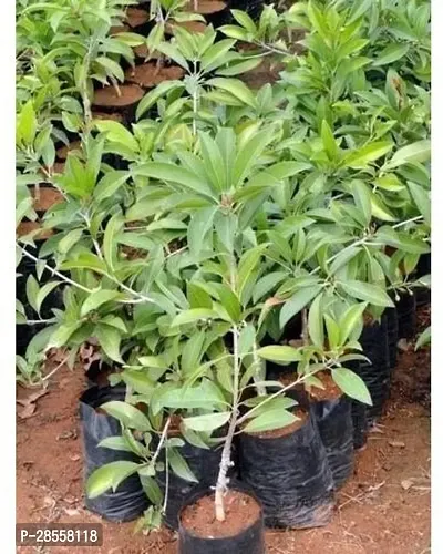 Baishnab Chiku Plant chiku plant 5030-thumb2