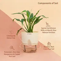 Baishnab Peace Lily Plant Peace Lily Live Plant Self-Watering Cream Pot, Spathiphyllum Green-thumb1