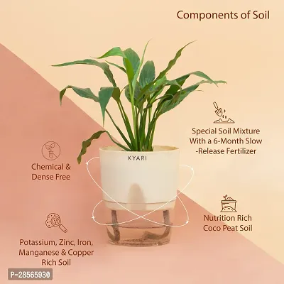 Baishnab Peace Lily Plant Peace Lily Live Plant Self-Watering Cream Pot, Spathiphyllum Green-thumb2