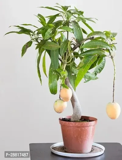 Baishnab  Bonsai Mango Plant BaramasiAll Climate-thumb0