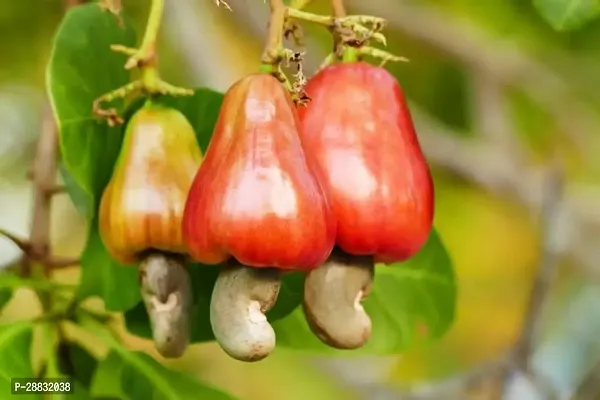 Baishnab  Kaju Badam Cashew Plant-thumb0