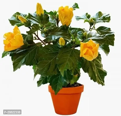 Baishnab  Hibiscus Yellow Flower PlantCFA193 Hib