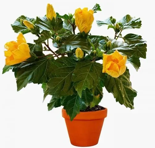 Best Selling Plant & Planters 