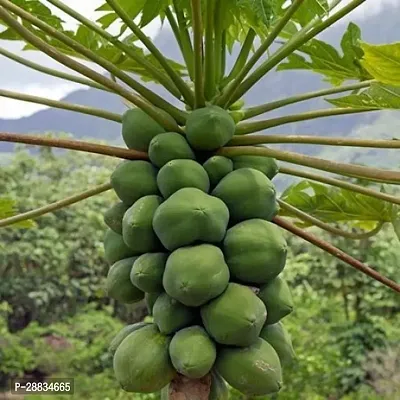 Baishnab Papaya seed 200 per packet aIND PM24    PREMIUM BEST SELLER 100 percent GERMINATION PAPAYA PAPITA FRUIT SEED HYBRID 200 SEEDS.200PIECE-thumb0