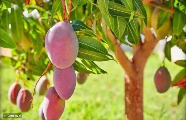 Baishnab  Mango Plant  Alphonso Mango Aam Plant-thumb0