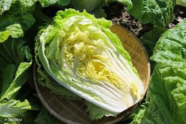 Baishnab Cabbage Seed 44 PsXR 258344PIECE