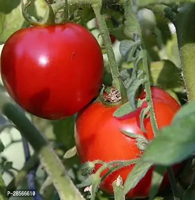 Baishnab Tomato Plant GHBVH203-thumb0