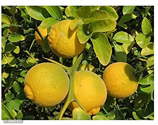 Baishnab  Gardens Live Galgal Lemon Lemon Plant-thumb0