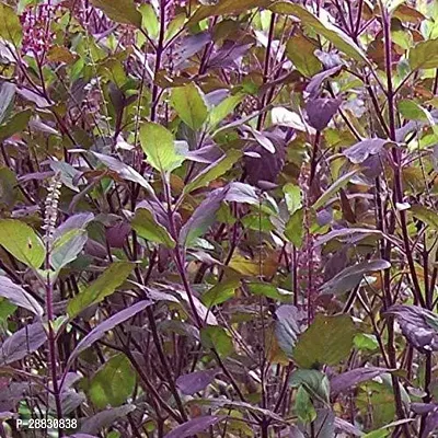 Baishnab  TULSI36 Tulsi Plant