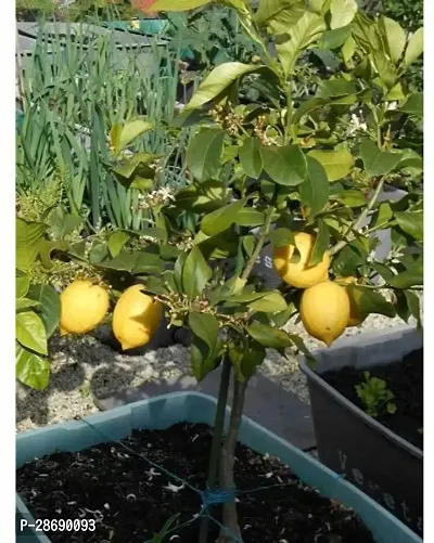 Baishnab Lemon Plant MN-NT-828-thumb0