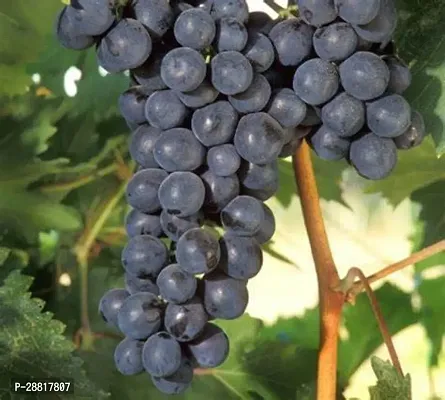 Baishnab  bangalore organic black grapes plant Grap-thumb0