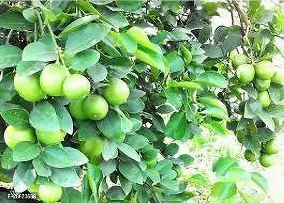 Baishnab  Nepali Round lemon Lemon Plant