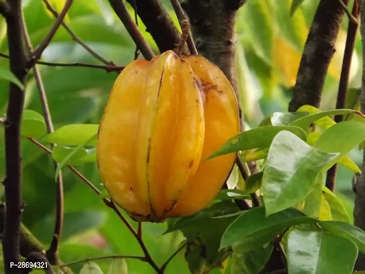 Baishnab Star Fruit Carambola Grafted Plant Sweet kamrangastar fruit graftedlive plant-thumb2