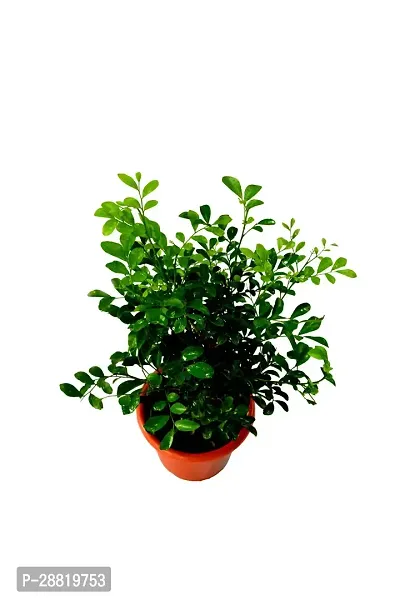 Baishnab  MINI kamini HYBREAD PLANT with pot Madh-thumb0