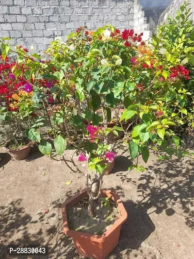 Baishnab  Bougainvillea Plant CF00044 Baugainvill-thumb0