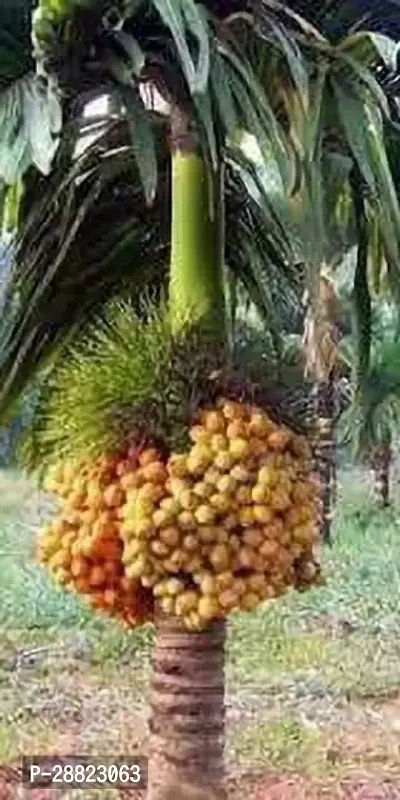 Baishnab  Arecanut plantModel noVTL11 CFO244-thumb0